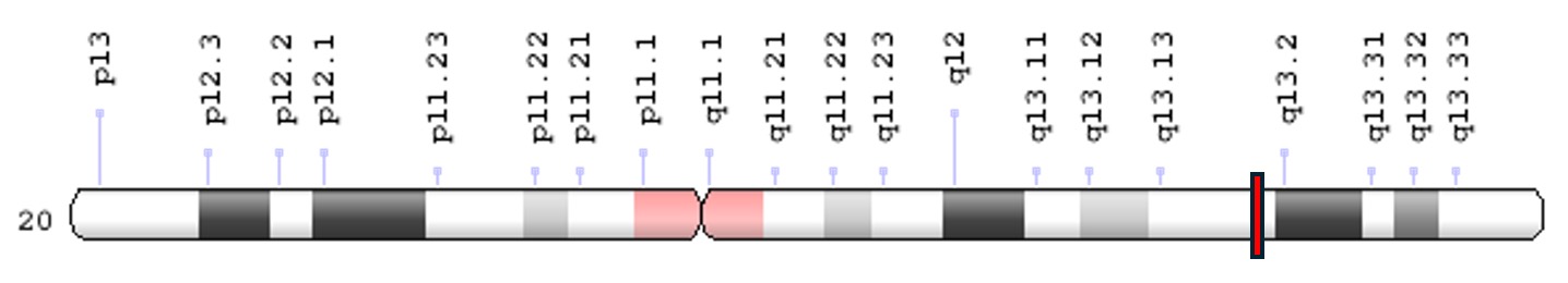 Umístění ADNP genu na 20. chromozomu
